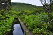 Madeira Levada