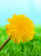 Dandelion flower on grass on bright background