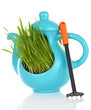 Green grass in decorative pot isolated on white