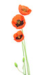 Poppy Flowers Isolated On White