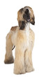 Afghan Hound