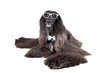 Afghan Hound