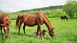 Horses grazing on the green meadow
