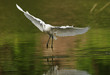 heron landing