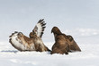 buzzard fight