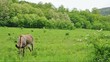 Donkey grazing an the green meadow