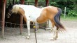 Brown And White Horse Standing In A Corral Lot