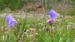 Campanula persicifolia (Peach-leaved Bellflower)