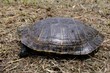 Trachemys scripta