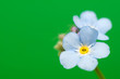 Photo: Myosotis Myosotis