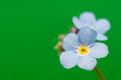Photo: Myosotis Myosotis