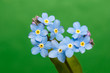 Photo: Myosotis Myosotis