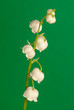 Photo: lily of the valley lily of the valley