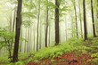 Photo: Spring beech forest in the rain surrounded by mountain mist Spring beech forest in the rain surrounded by mountain mist