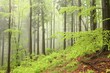 Photo: Early spring mixed forest in the south of Polish on a rainy day Early spring mixed forest in the south of Polish on a rainy day