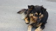 Stray dog laying on the ground and looking at the camera