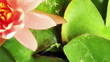 Time lapse opening of water lily flower