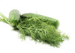 Green dill and cucumbers