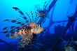 Lionfishes of shipwreck Zabargad Island, Red Sea
