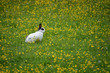 Hase