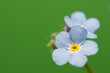 Photo: Myosotis Myosotis
