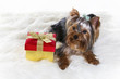 Dog with gift