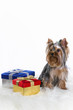 Little dog