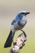 Endangered Florida Scrub-Jay