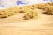 Goldener Strand am Noordsee mit Strandgras