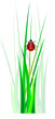 Vector ladybug in green grass