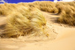 Strandgras am Nordsee im Holland
