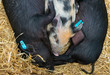 Piglets