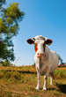 Cow in the field