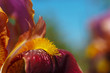 Beautiful blooming purple gladiolus flower close up