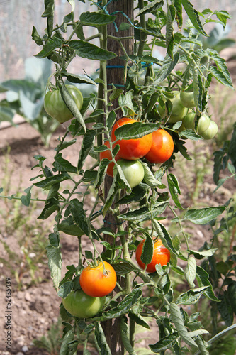 Photo: tomates tomates