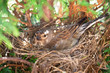 Small Common Linnet bird laying eggs in the nest