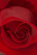 rose flower