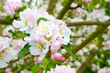 Prunus genus - Pink Cherry Blossom flower on a warm spring day