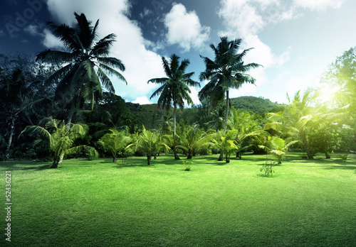Photo: field of grass and coconut palms on Praslin island, Seychelles field of grass and coconut palms on Praslin island, Seychelles
