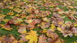 colorful autumn season maple tree leaves fall green lawn grass