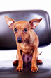 Little toy terrier sitting on chair