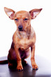 Little toy terrier sitting on chair