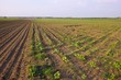 Field