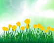 Summer meadow