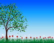 Summer meadow