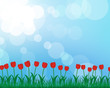 Summer meadow