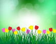 Summer meadow