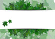 Maple leaves