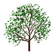 Summer tree