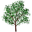 Summer tree